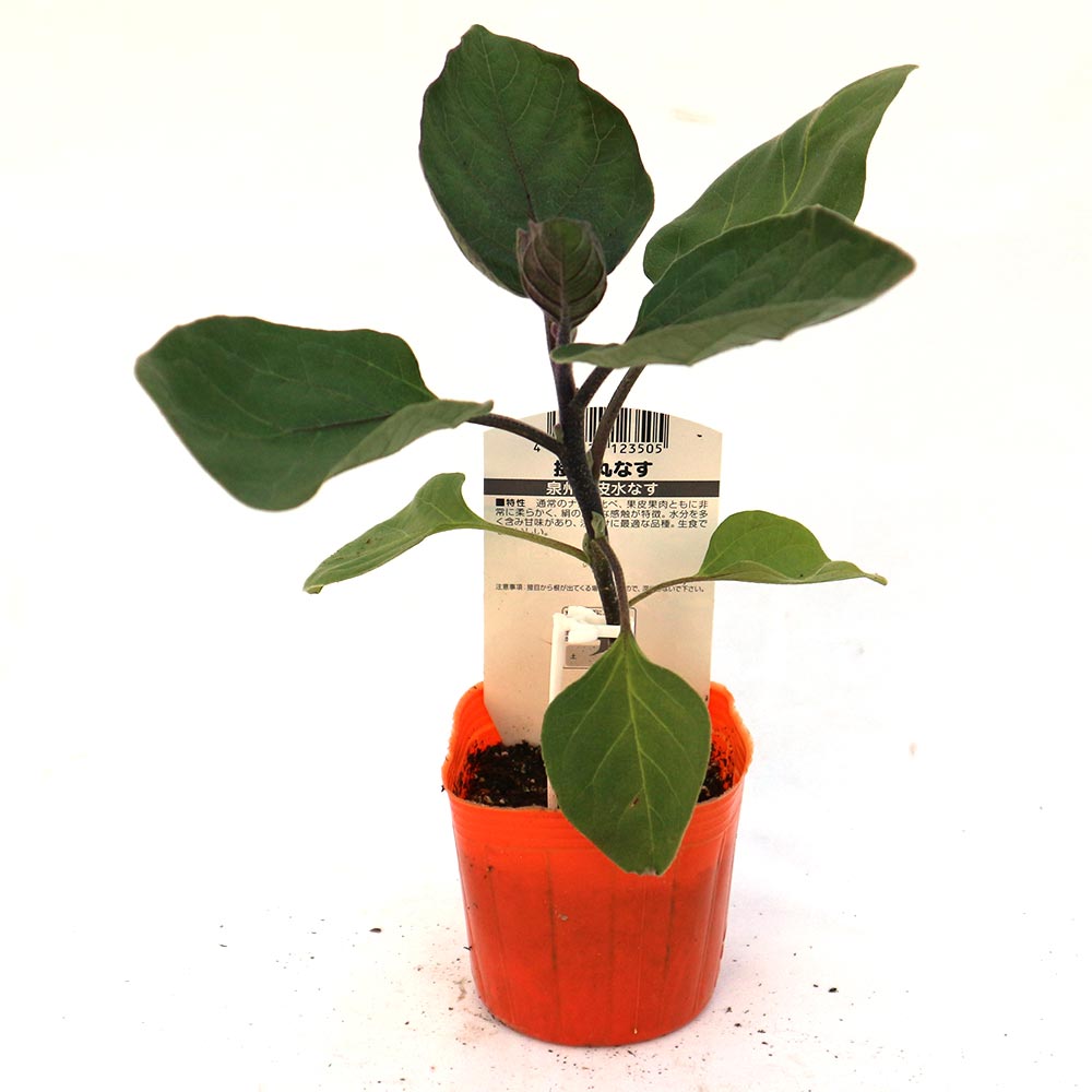 泉州絹皮水なす 接木苗2個～【野菜 接木苗9cmポット】