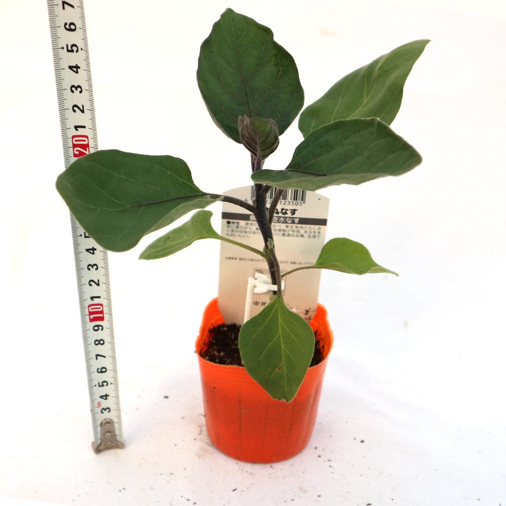 泉州絹皮水なす 接木苗2個～【野菜 接木苗9cmポット】