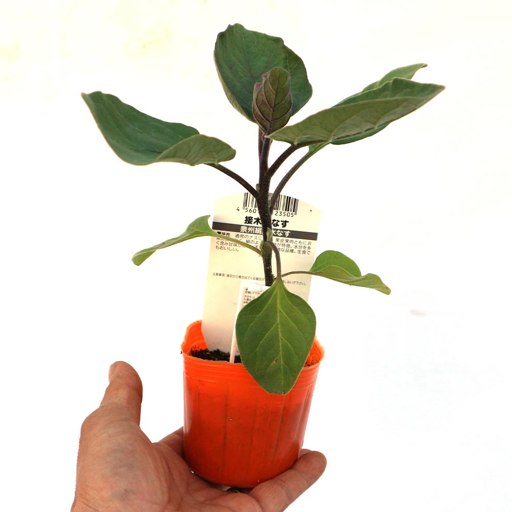 泉州絹皮水なす 接木苗2個～【野菜 接木苗9cmポット】