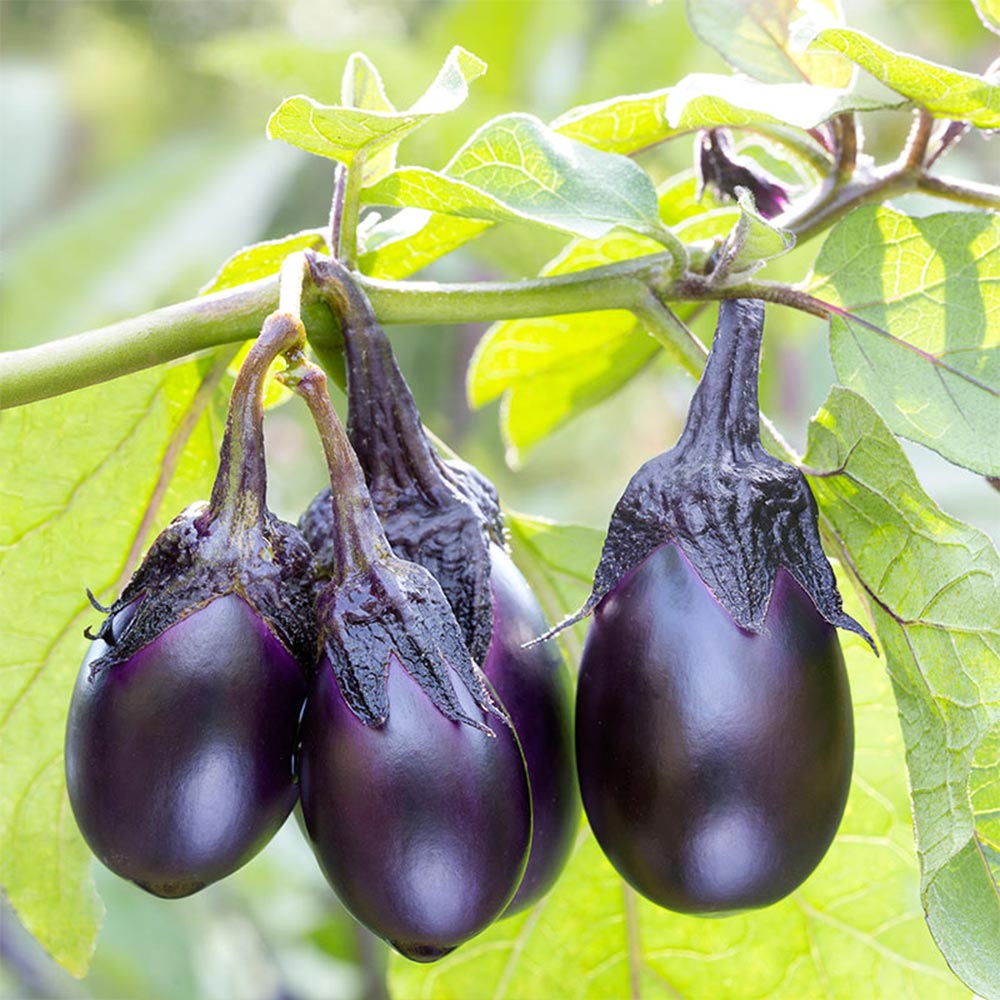 泉州絹皮水なす 接木苗2個～【野菜 接木苗9cmポット】