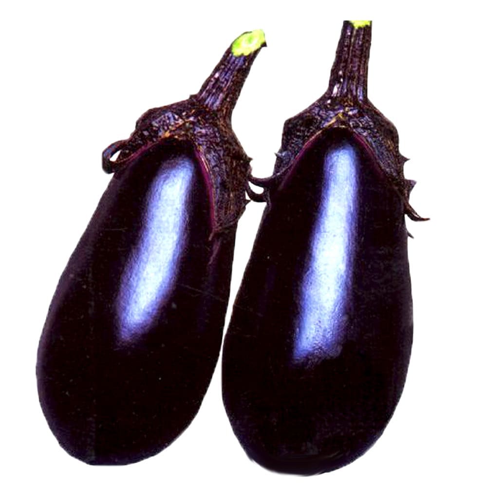 泉州絹皮水なす 接木苗2個～【野菜 接木苗9cmポット】｜ 【植物の