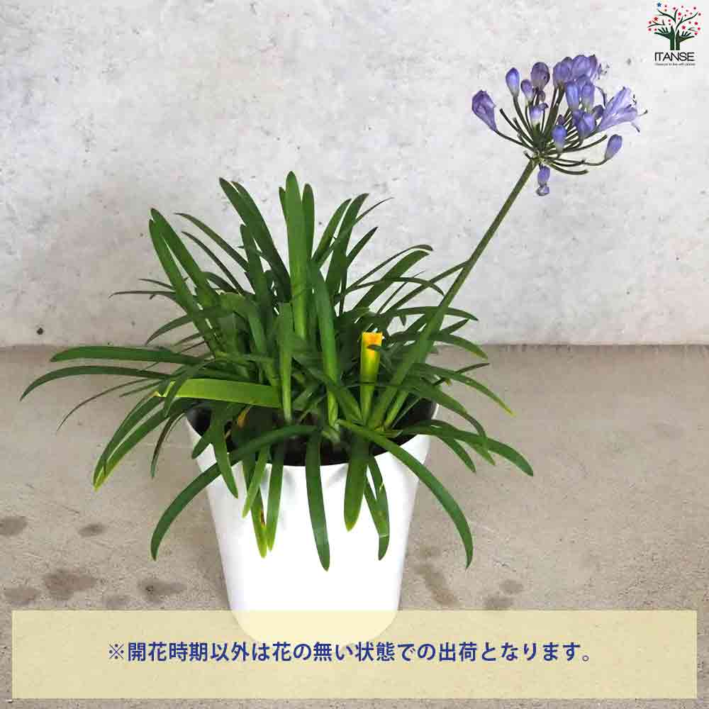 アガパンサス サマーラブ ブルー 【花苗 5号鉢】｜ 【植物の