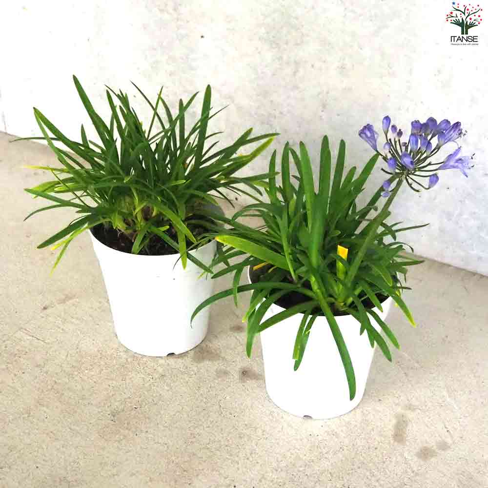 アガパンサス サマーラブ ブルー 【花苗 5号鉢】｜ 【植物の