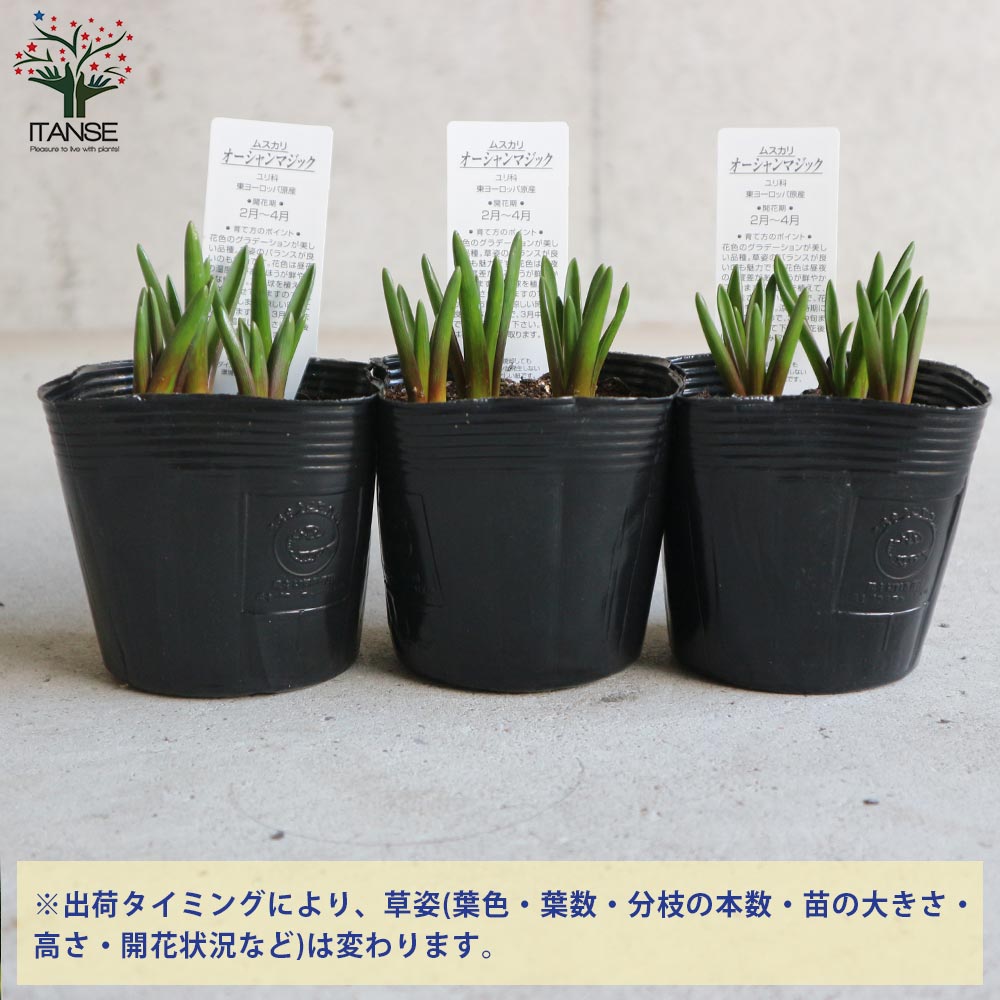ムスカリ・オーシャンマジック 【花苗 3.5号ポット苗 球根芽出し苗
