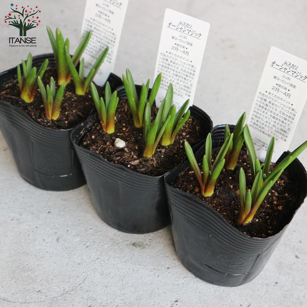 ムスカリ・オーシャンマジック 【花苗 3.5号ポット苗 球根芽出し苗