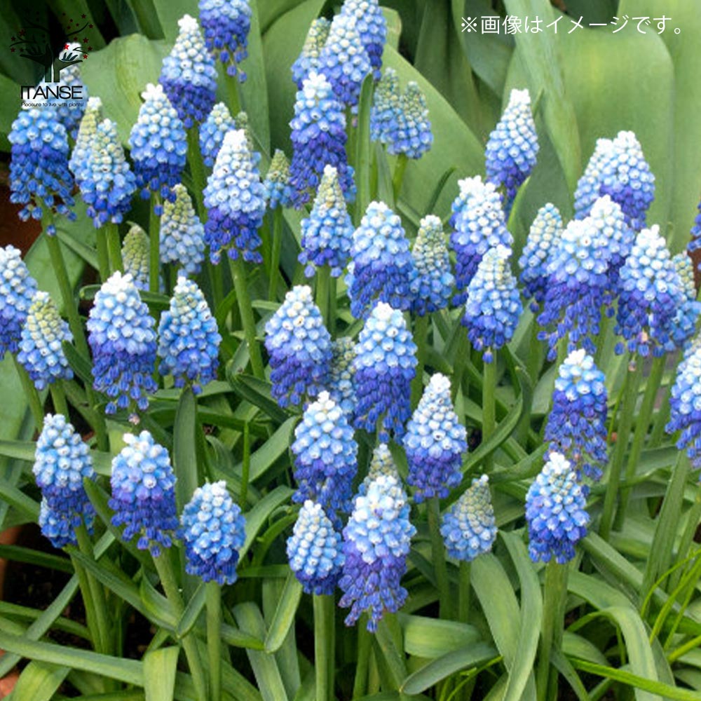 ムスカリ・オーシャンマジック 【花苗 3.5号ポット苗 球根芽出し苗