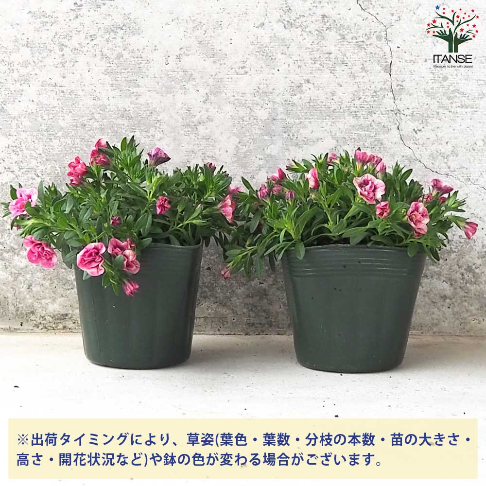 カリブラコア キューピットピンク【花苗 3.5号】｜ 【植物の