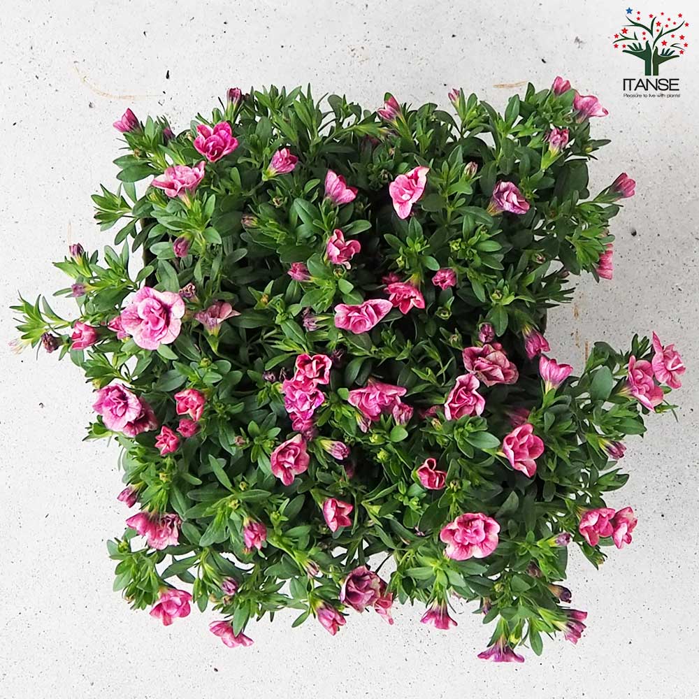 カリブラコア キューピットピンク【花苗 3.5号】｜ 【植物の