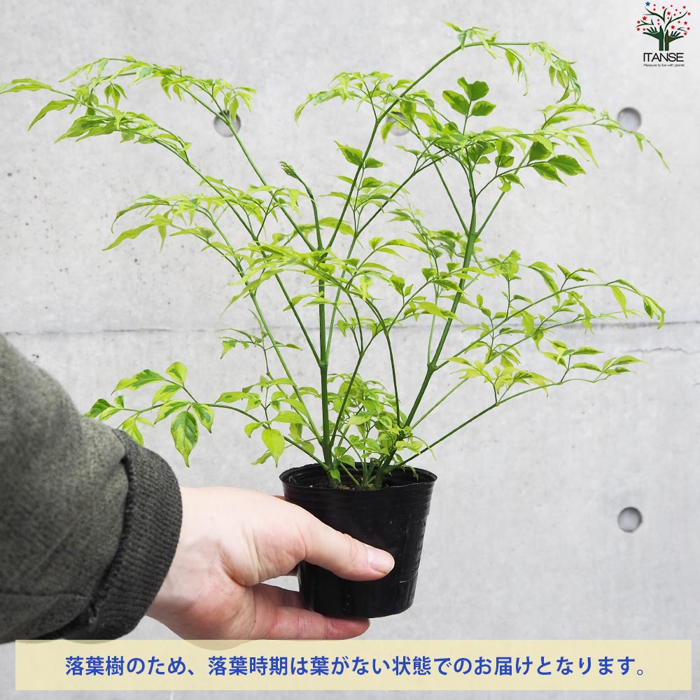 ステレオスペルマム レモンライム【花苗 3号ポット】｜ 【植物の