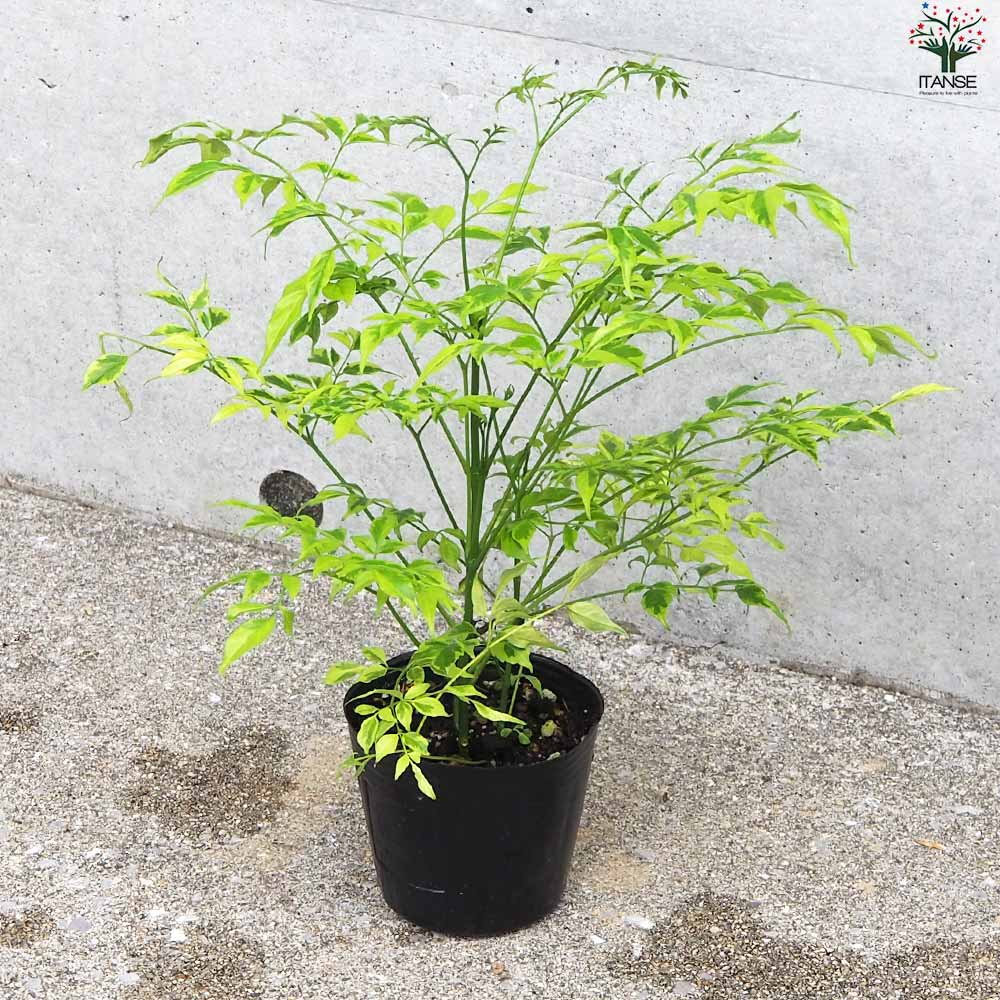 ステレオスペルマム レモンライム【花苗 3号ポット】｜ 【植物の