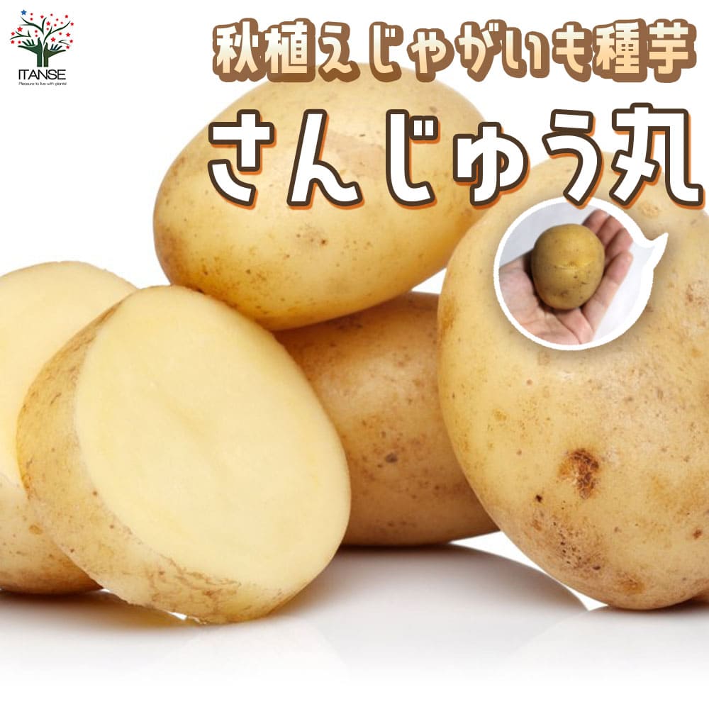 秋植えじゃがいもの種芋 品種：さんじゅう丸 【種芋】