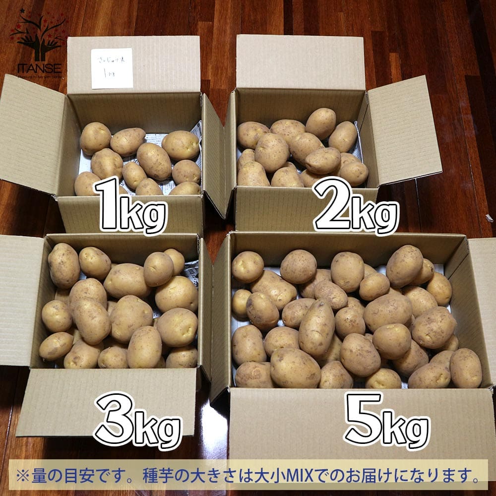 秋植えじゃがいもの種芋 品種：さんじゅう丸 【種芋】｜ 【植物の