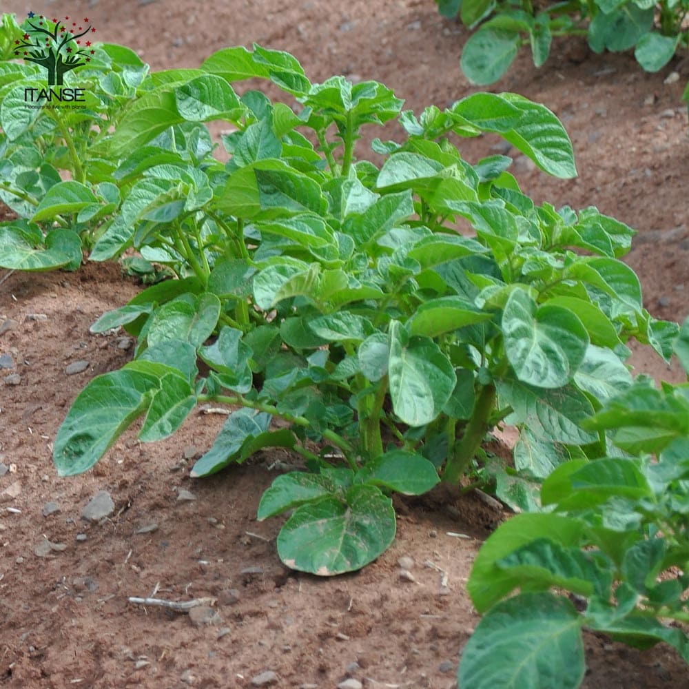 秋植えじゃがいもの種芋 品種：さんじゅう丸 【種芋】