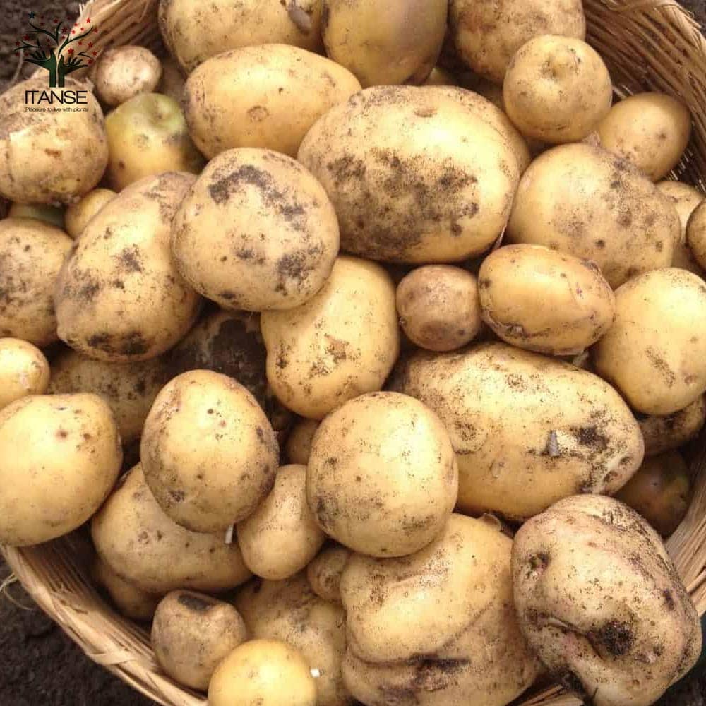 秋植えじゃがいもの種芋 品種：さんじゅう丸 【種芋】