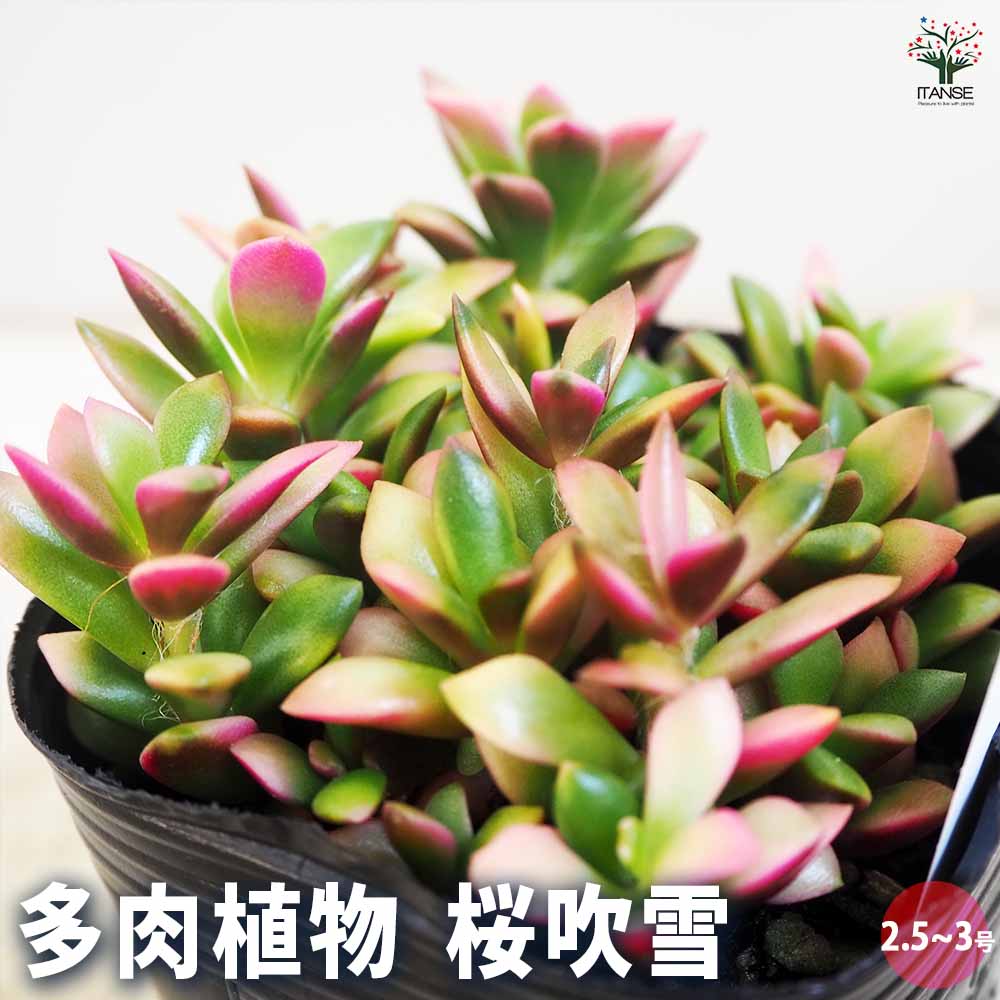 多肉植物 ビアホップ雪花玉 銭串錦 超レア ポット付き 美苗 大苗