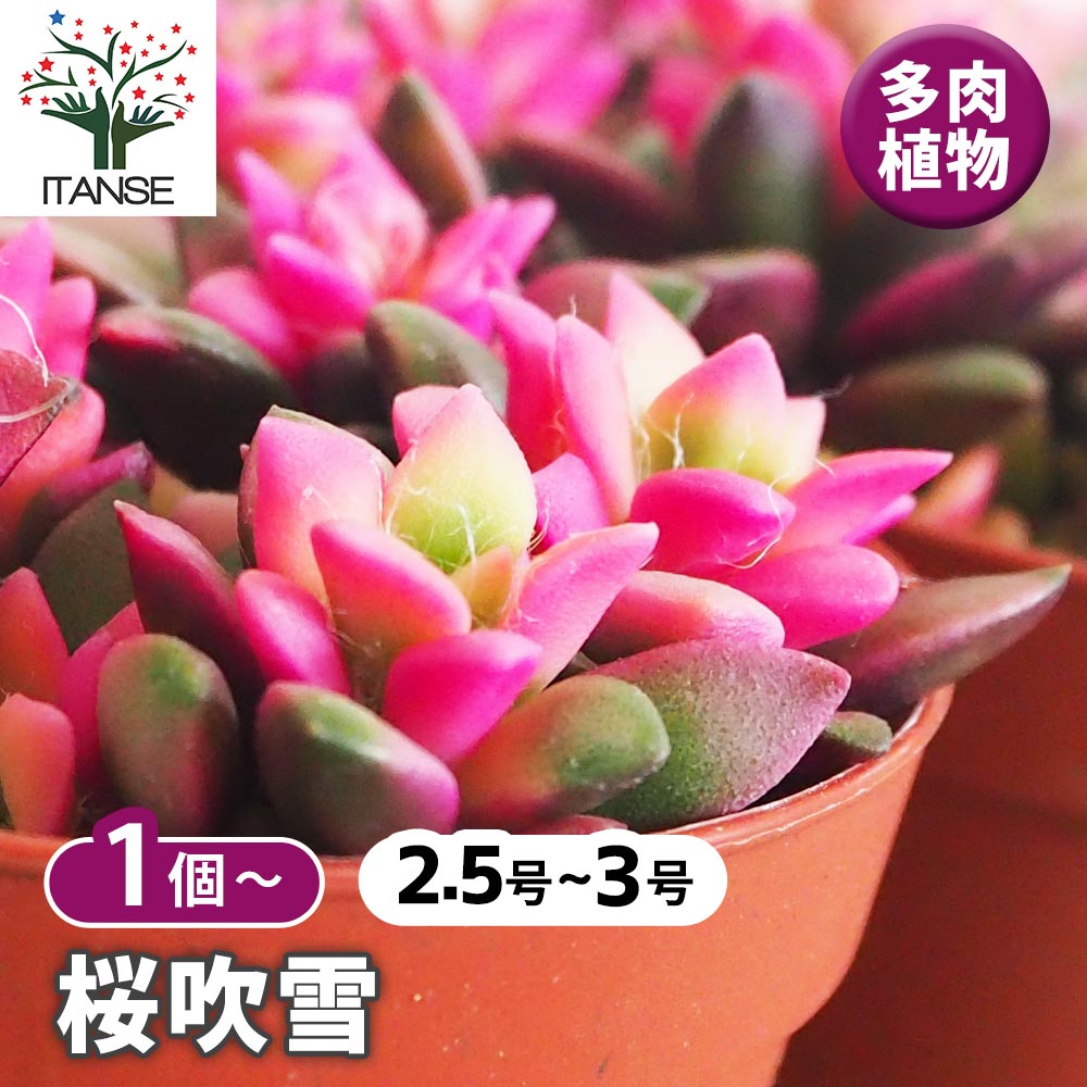 多肉植物 桜吹雪【多肉植物 2.5～3号】｜ 【植物のITANSE】全品