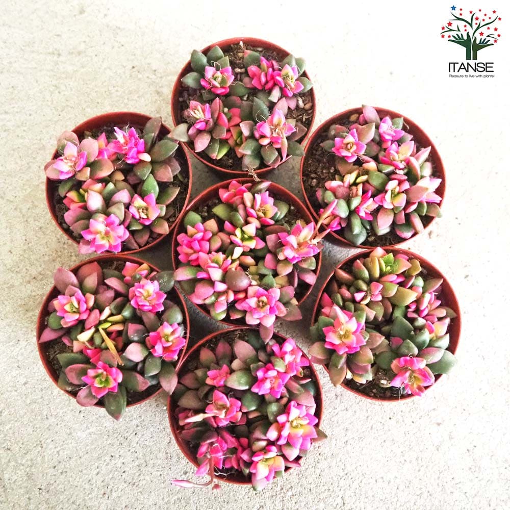 多肉植物 桜吹雪【多肉植物 2.5号】｜ 【植物のITANSE】全品送料