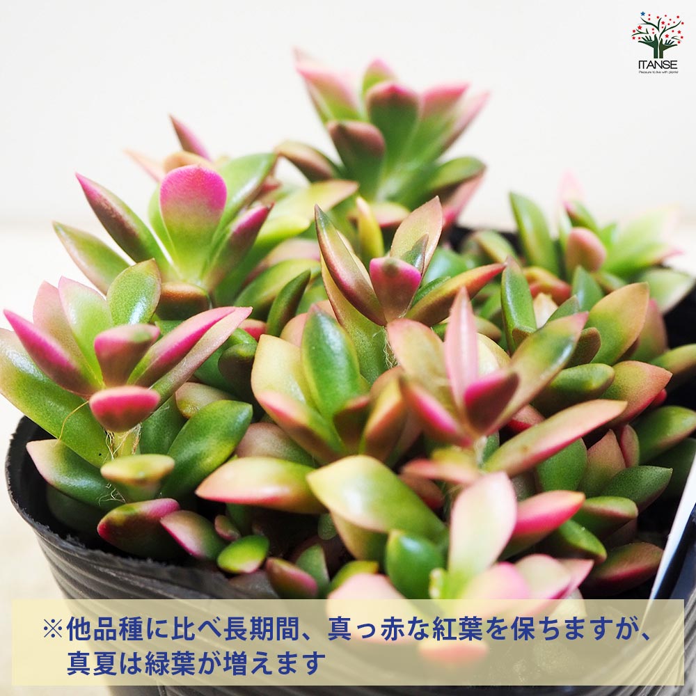 多肉植物 桜吹雪【多肉植物 2.5号】｜ 【植物のITANSE】全品送料