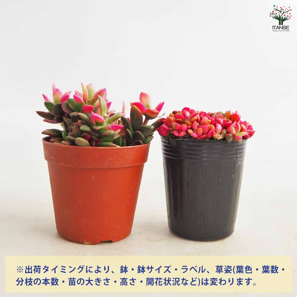 桜吹雪(^^)多肉植物　正規品♡桜吹雪入荷しました！！ 多肉植物 桜吹雪【多肉植物 2.5～3号】｜ 【植物のITANSE】全品