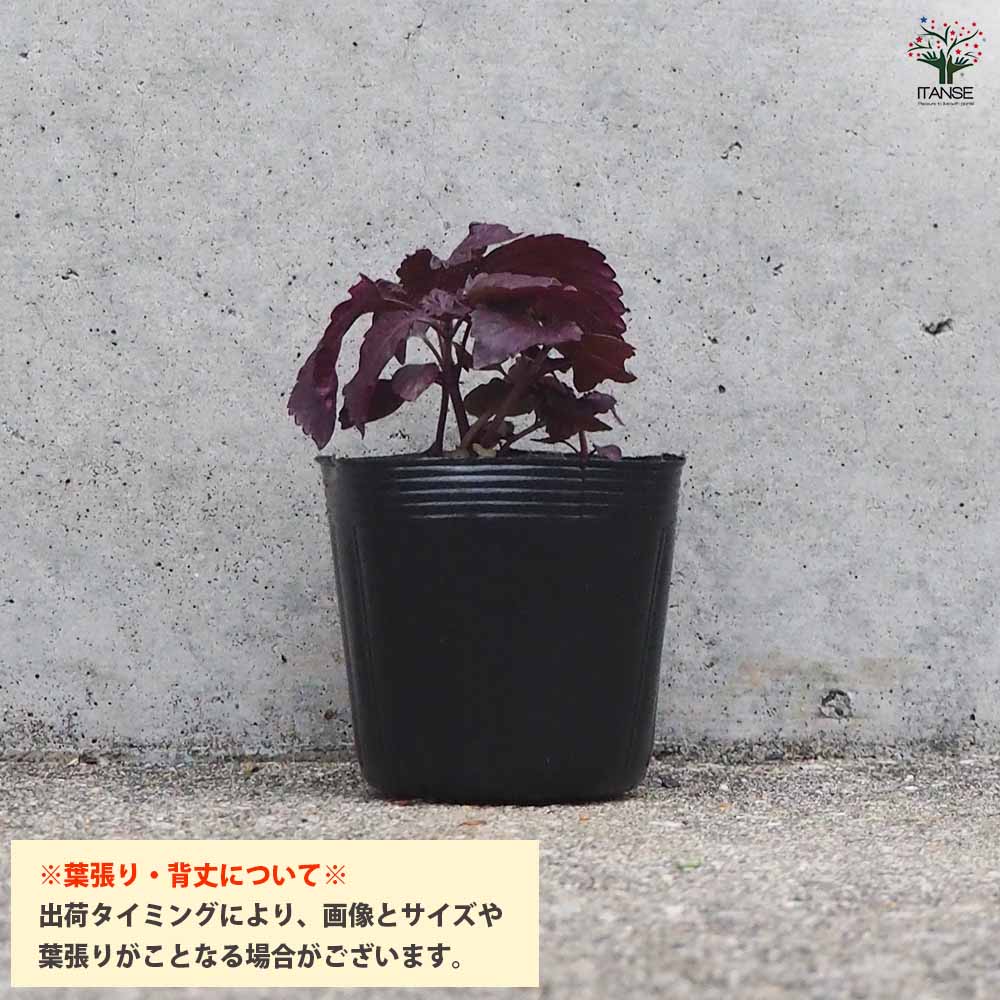 赤紫蘇苗300本 赤じそ2個～【赤】 2個～【野菜の苗 2.5号ポット】｜ 【植物の