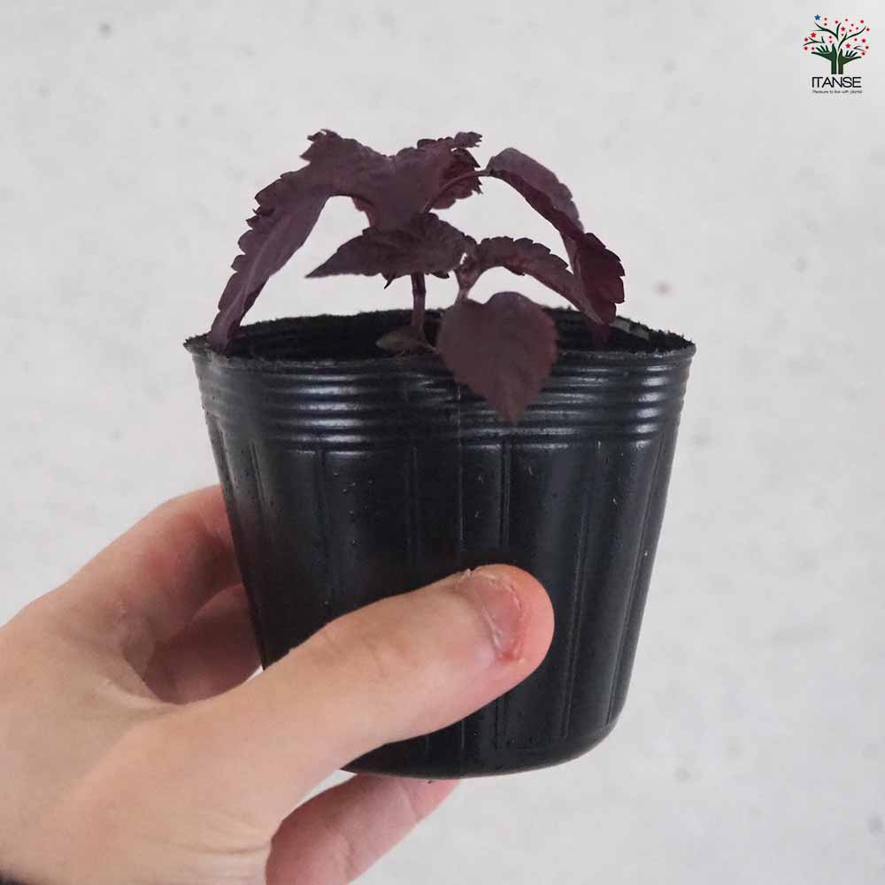 赤じそ2個～【赤】 2個～【野菜の苗 2.5号ポット】｜ 【植物の