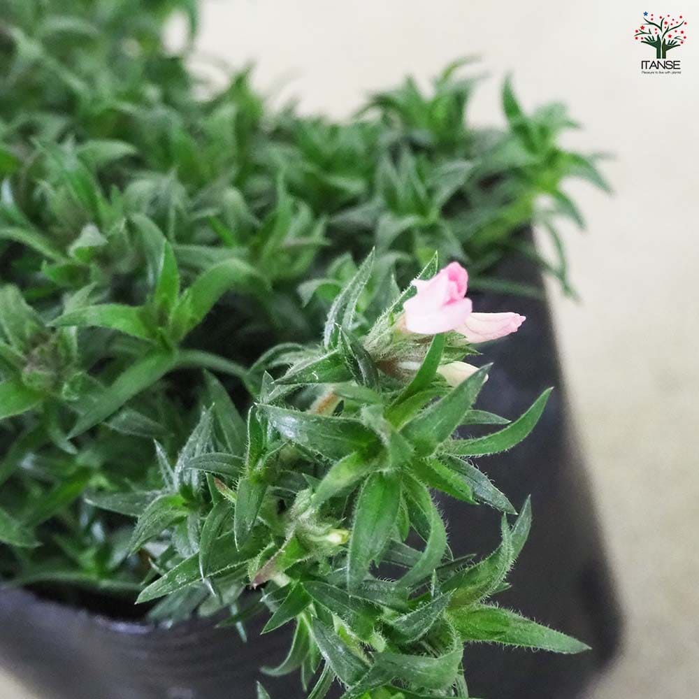 フロックス スプリング ソフトピンク 3個【花苗 9cm】｜ 【植物の