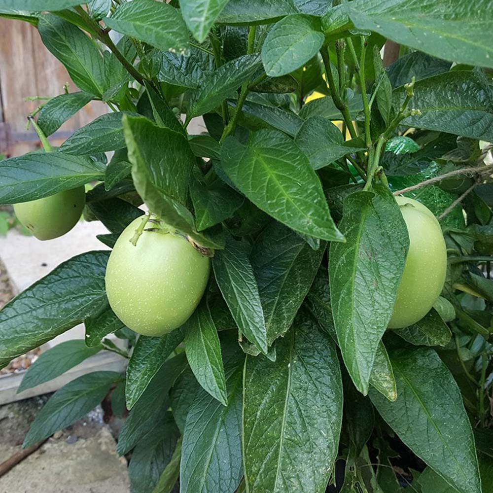 ペピーノ【果樹苗 10.5cmポット実生苗／1個】｜ 【植物のITANSE