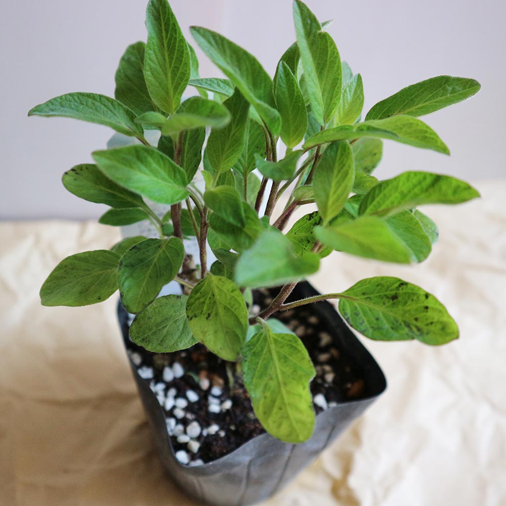 ペピーノ【果樹苗 10.5cmポット実生苗／1個】｜ 【植物のITANSE