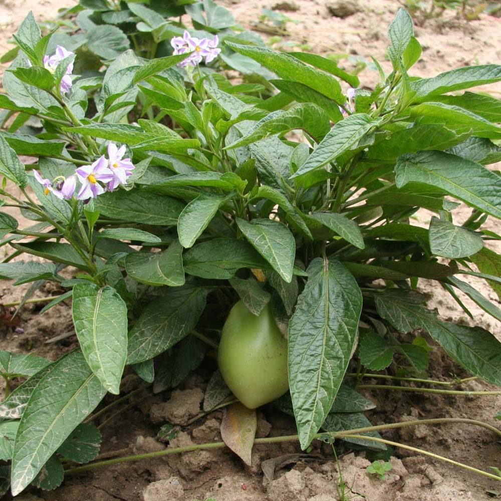 ペピーノ【果樹苗 10.5cmポット実生苗／1個】｜ 【植物のITANSE