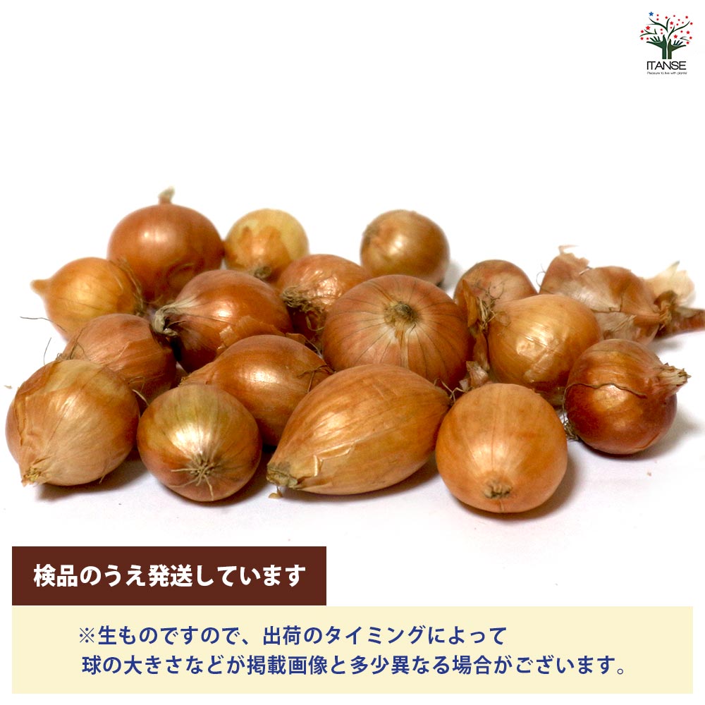 ホームたまねぎ 種球根【ネット詰め野菜球根 充填時100g/1袋】