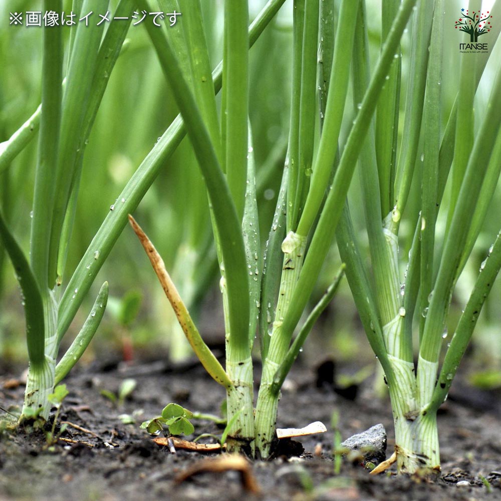 ホームたまねぎ 種球根【ネット詰め野菜球根 充填時100g/1袋】