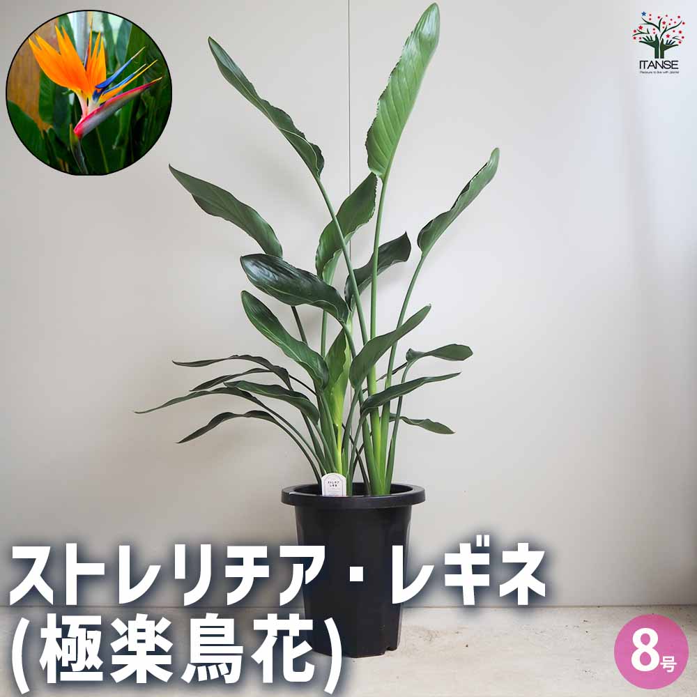 ストレリチア レギネ(極楽鳥花) 【観葉植物 8号鉢／1個売り