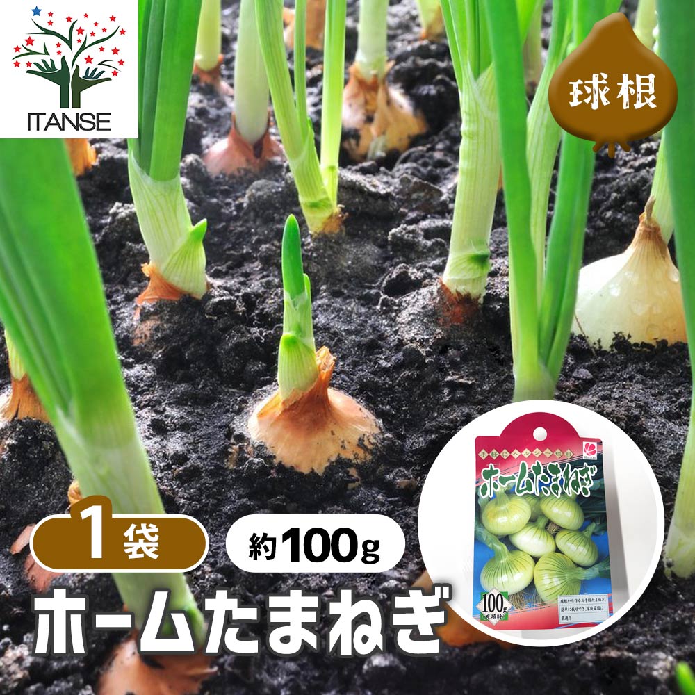 ホームたまねぎ 種球根【ネット詰め野菜球根 充填時100g/1袋】