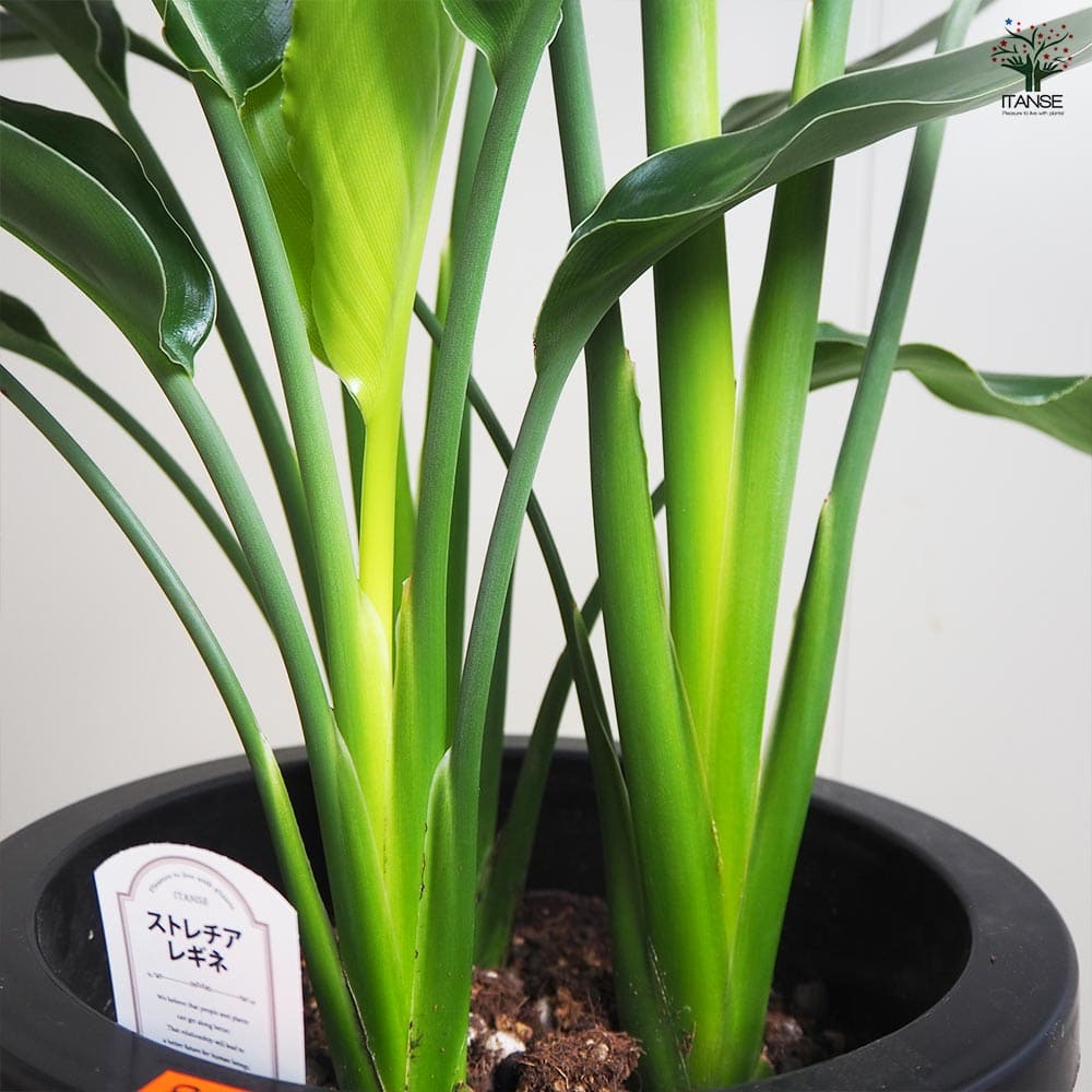 ストレリチア レギネ(極楽鳥花) 【観葉植物 8号鉢／1個売り】｜ 【植物
