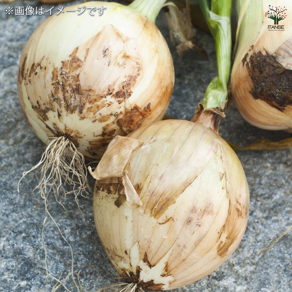 ホームたまねぎ 種球根【ネット詰め野菜球根 充填時100g/1袋】