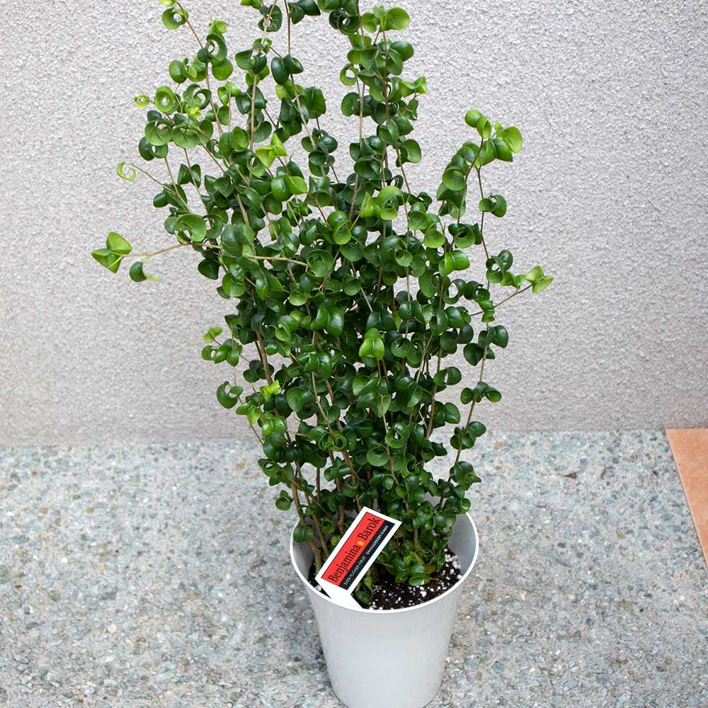 フィカス・ベンジャミン・バロック6号プラスチック鉢【中型 観葉植物 6