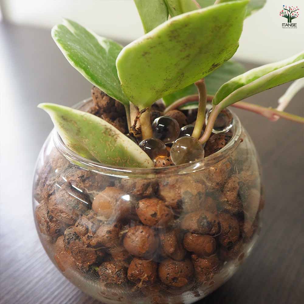 ハイドロカルチャー観葉グラス ボウル 【観葉植物 Sサイズ／1個売り