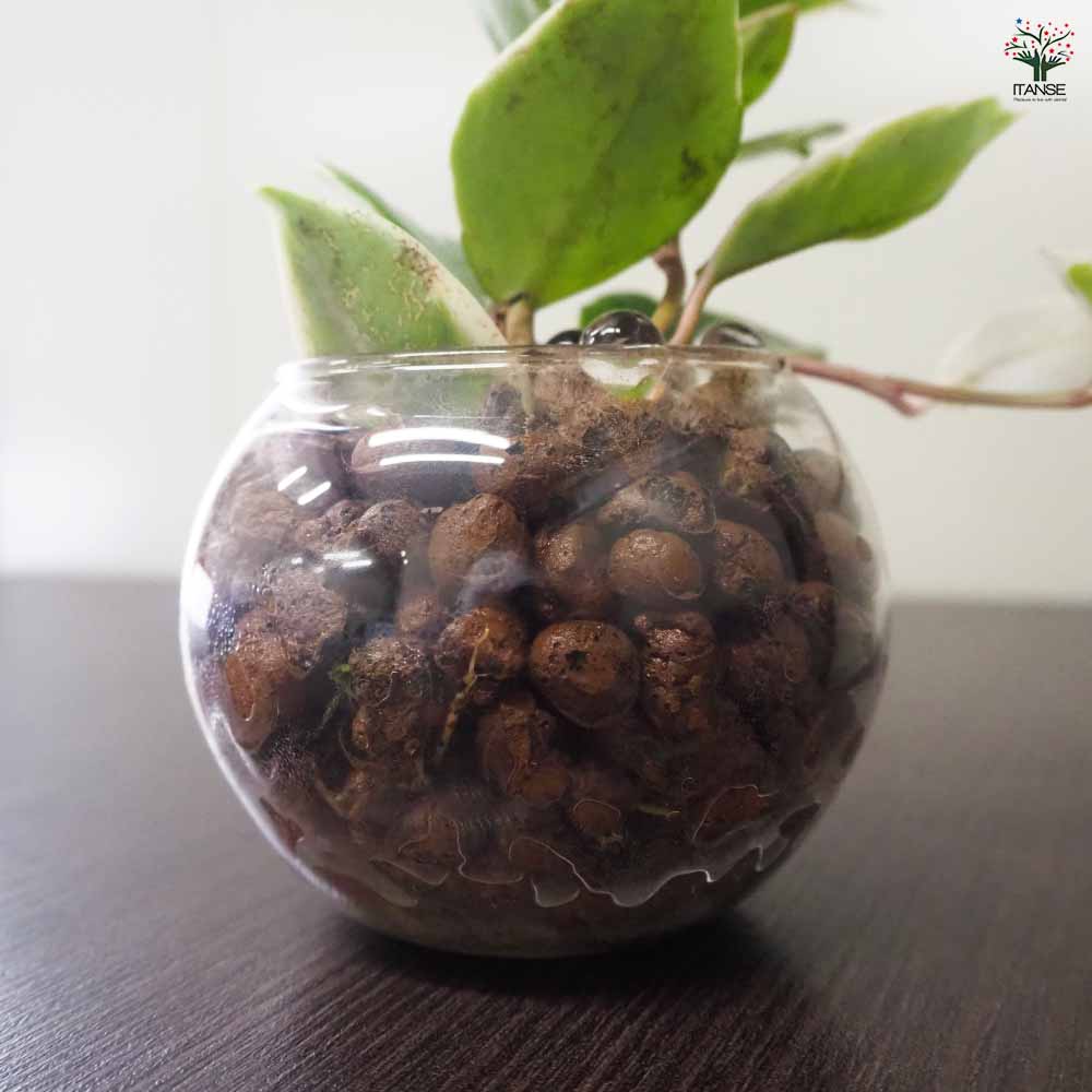 ハイドロカルチャー観葉グラス ボウル 【観葉植物 Sサイズ／1個売り