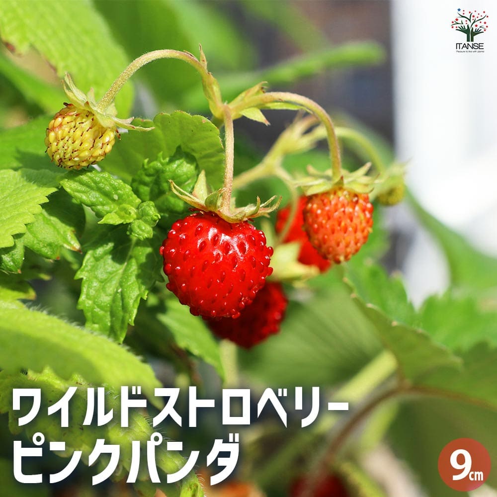 ワイルドストロベリー ピンクパンダ 【野菜の苗 9cm／お買い得2個セット】