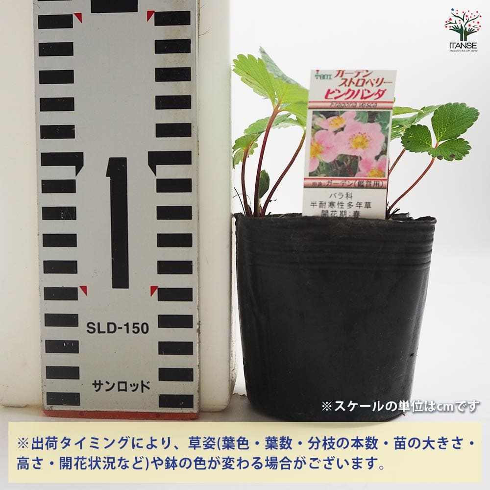 ワイルドストロベリー ピンクパンダ 【野菜の苗 9cm／お買い得2個セット】