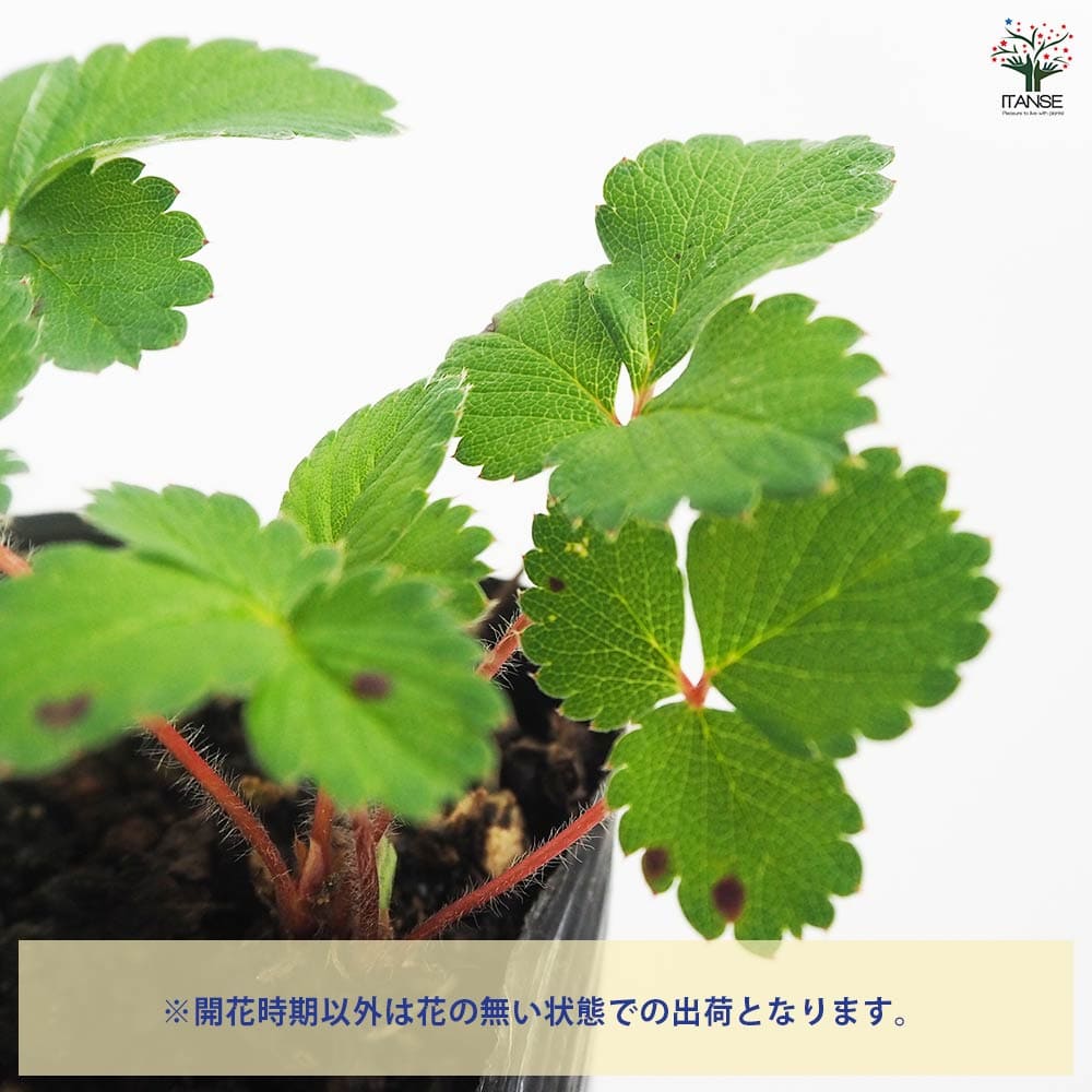ワイルドストロベリー ピンクパンダ 【野菜の苗 9cm／お買い得2個セット】