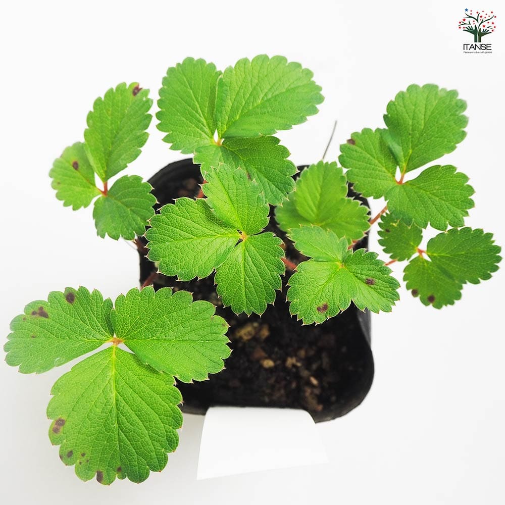 ワイルドストロベリー ピンクパンダ 【野菜の苗 9cm／お買い得2個セット】