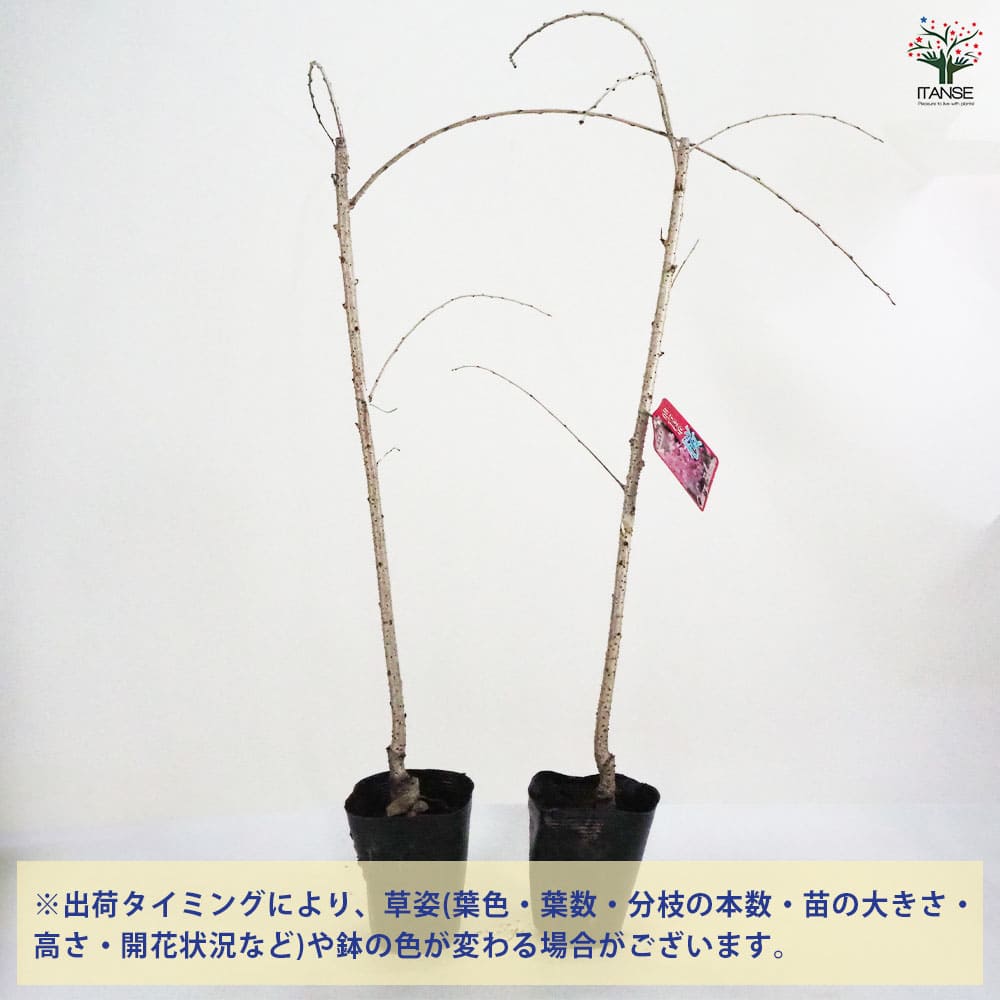 桜の苗木 仙台しだれ桜 【花木苗 4号/1個売り】| 【植物の 桜の苗木 仙台しだれ桜 【花木苗 4号/1個売り】| 【植物の