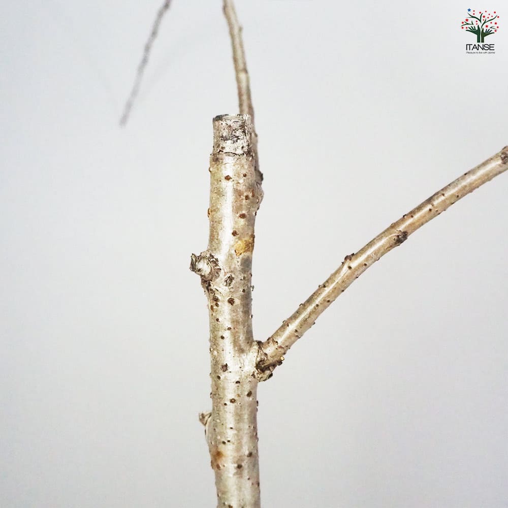 桜の苗木 仙台しだれ桜 【花木苗 4号/1個売り】| 【植物の 桜の苗木 仙台しだれ桜 【花木苗 4号/1個売り】| 【植物の