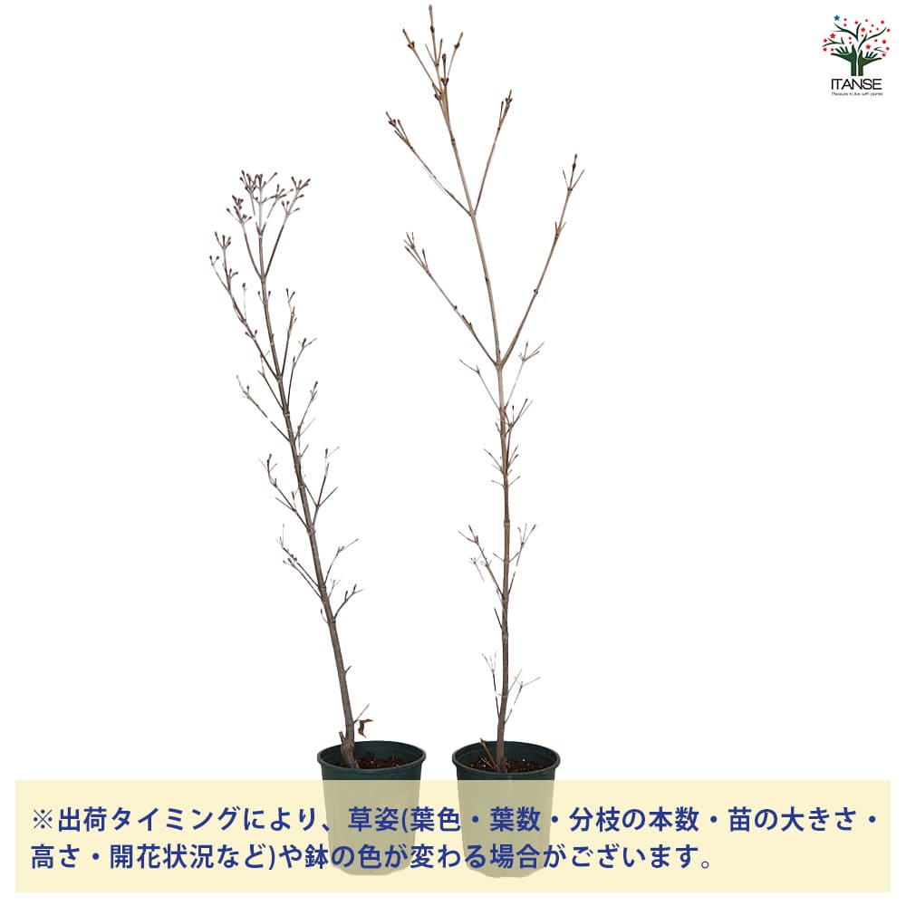 ヤマボウシ/ミルキーウェイ【現品発送】管理70647 ヤマボウシ/ミルキーウェイ【現品発送】管理70647 - メルカリ