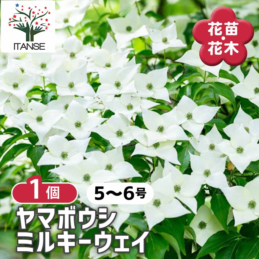 ヤマボウシ ミルキーウェイ 【花木苗 5～6号／1個売り】｜ 【植物の