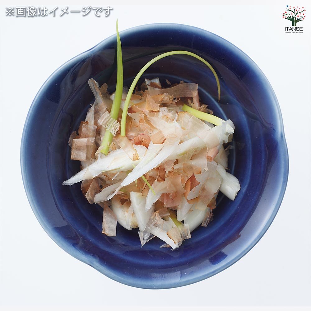 健康野菜球根 エシャレット【野菜の苗 ネット詰め野菜球根 充填時200g/1袋/1個売り】