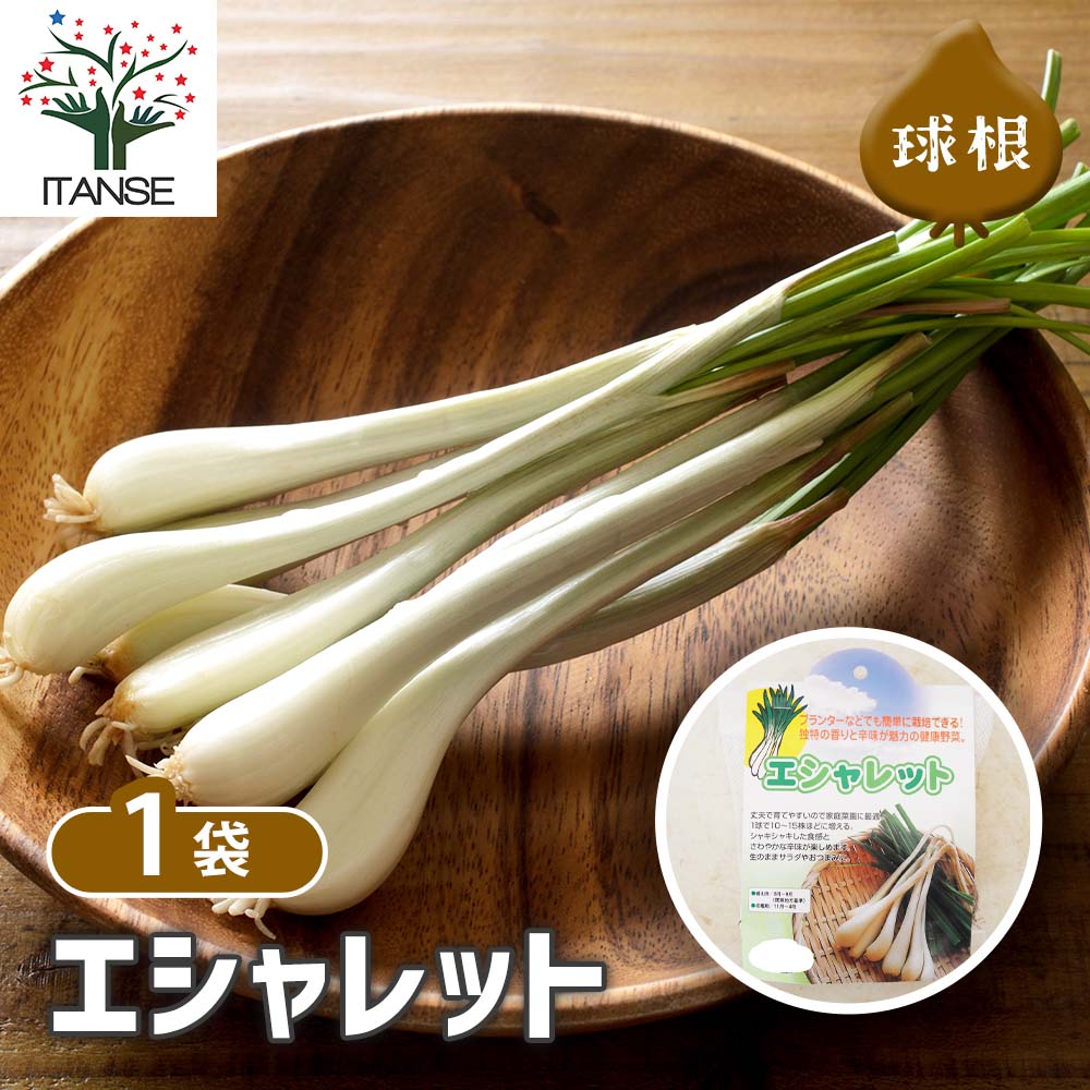健康野菜球根 エシャレット【野菜の苗 ネット詰め野菜球根 充填時150g／1袋／1個売り】