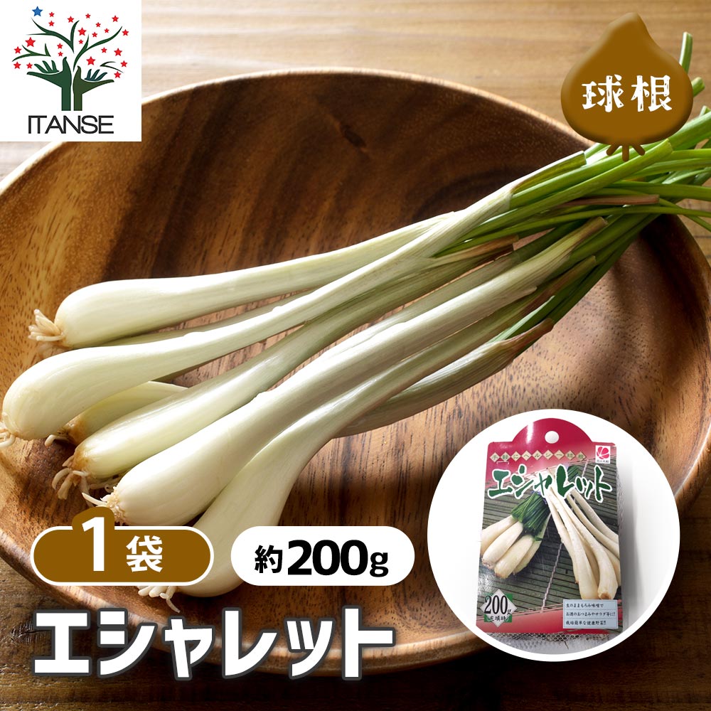 健康野菜球根 エシャレット【野菜の苗 ネット詰め野菜球根 充填時200g/1袋/1個売り】