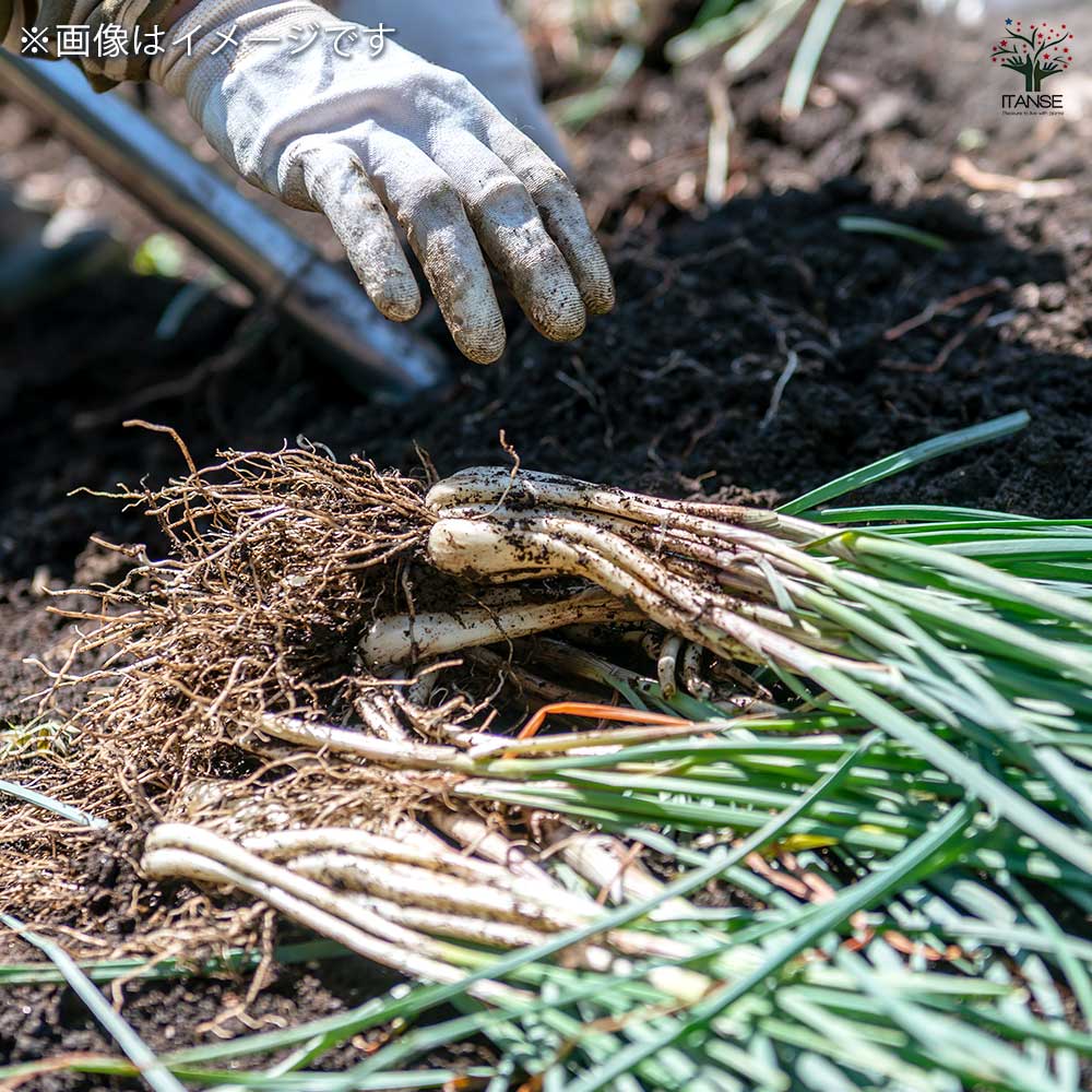 健康野菜球根 エシャレット【野菜の苗 ネット詰め野菜球根 充填時200g/1袋/1個売り】